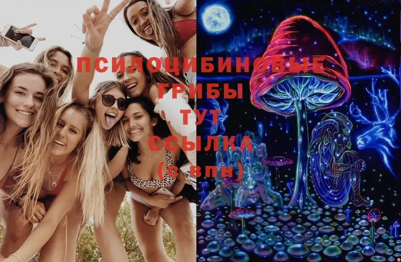 Галлюциногенные грибы Psilocybe  Реутов 